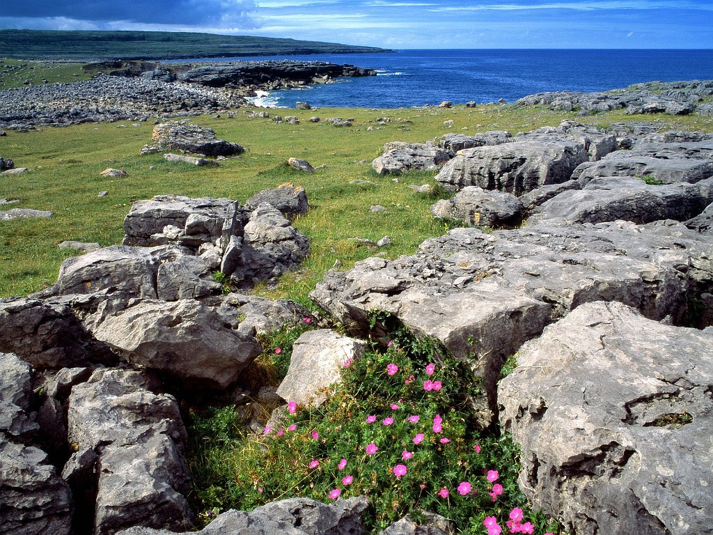 Wildflowers of the Burren, Ireland